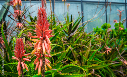 krantz aloe plant in botanic garden. photo