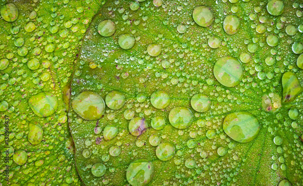 water drop on lotus leaf.