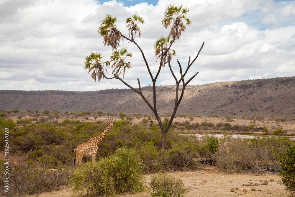 Giraffe is eating, Kenya on safari