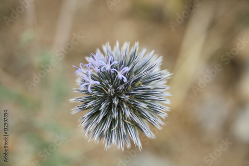 Thistle