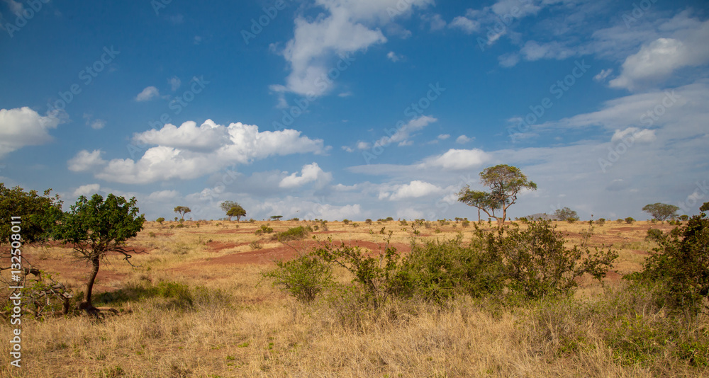 Landscape in Kenya, grassland with some trees and blue sky with clouds