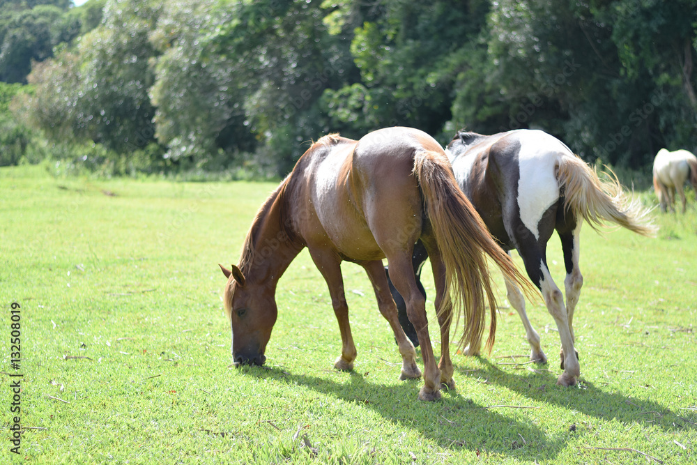 Obraz premium Beautiful horses on a farm
