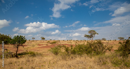 Landscape in Kenya  grassland with some trees and blue sky with clouds