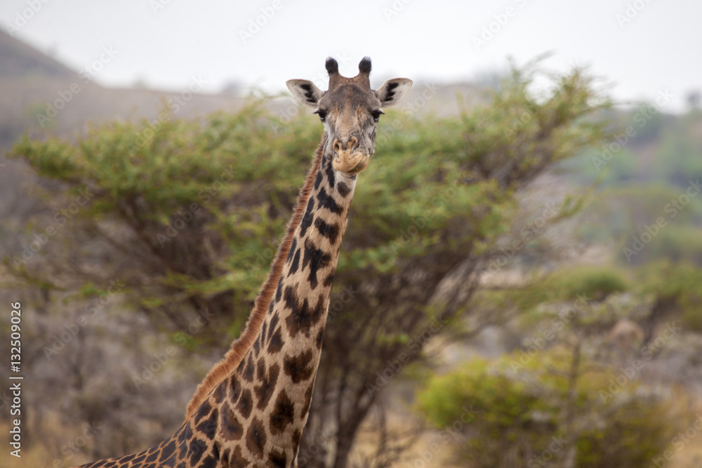 Head of a giraffe, watching you, Kenya Head of a giraffe, watching you, Kenya
