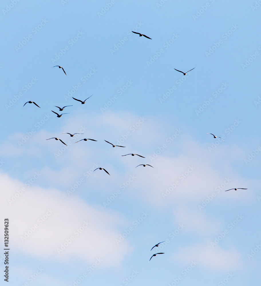a flock of birds in the sky a flock of birds in the sky