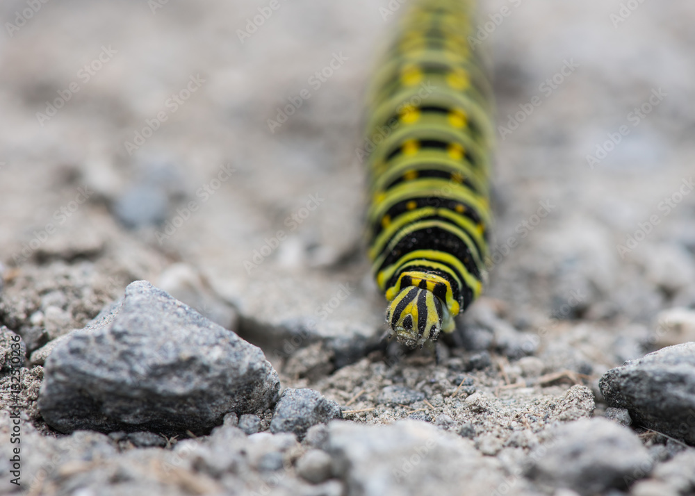 Black Swallowtail Caterpillar Head