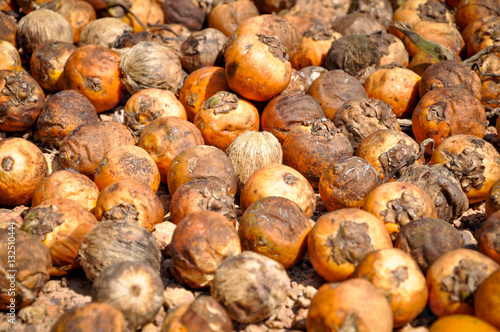 dried betel nut or areca nut photo