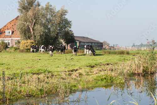 Black and white cows in a meadow with a farm.