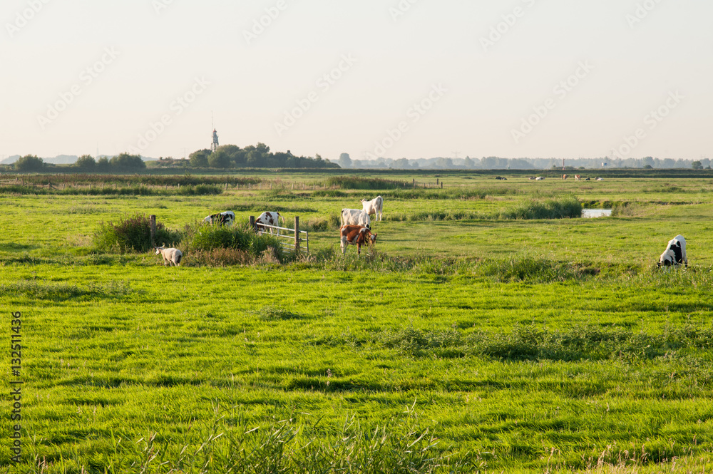 Fototapeta premium Cows in a meadow near a lighthouse.