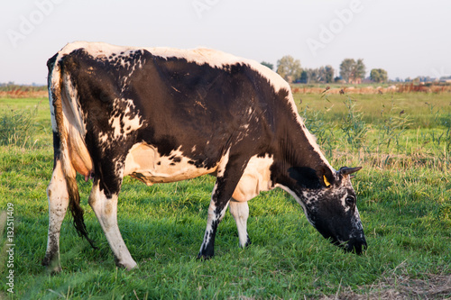 A black and white cow grazing in a meadow.