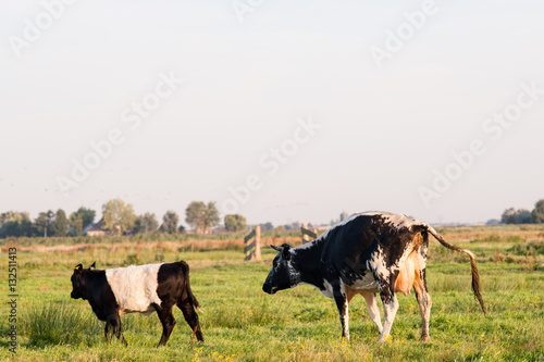 Two cows in a meadow.