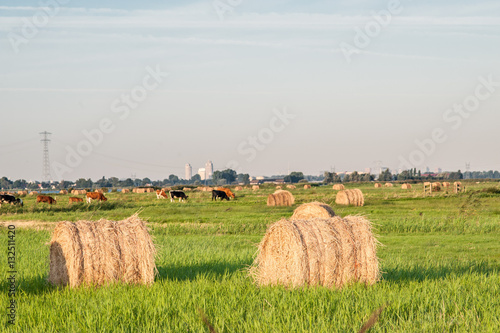 Hay bales in a meadow.