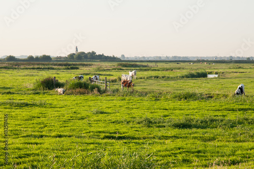 Cows in a meadow near a lighthouse.