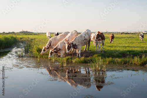Brown and white cows drinking from a ditch.