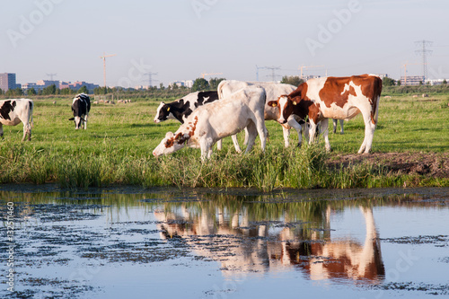 Brown and white cows near a ditch.