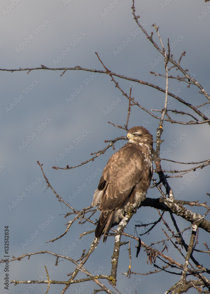 Mäusebussard sitzt am Ast und hält Ausschau nach Beute
