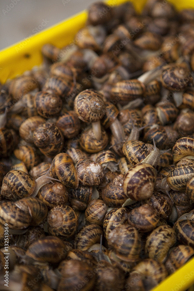 Garden snail (Cornu aspersum) in a street food market Garden snail (Cornu aspersum) in a street food market