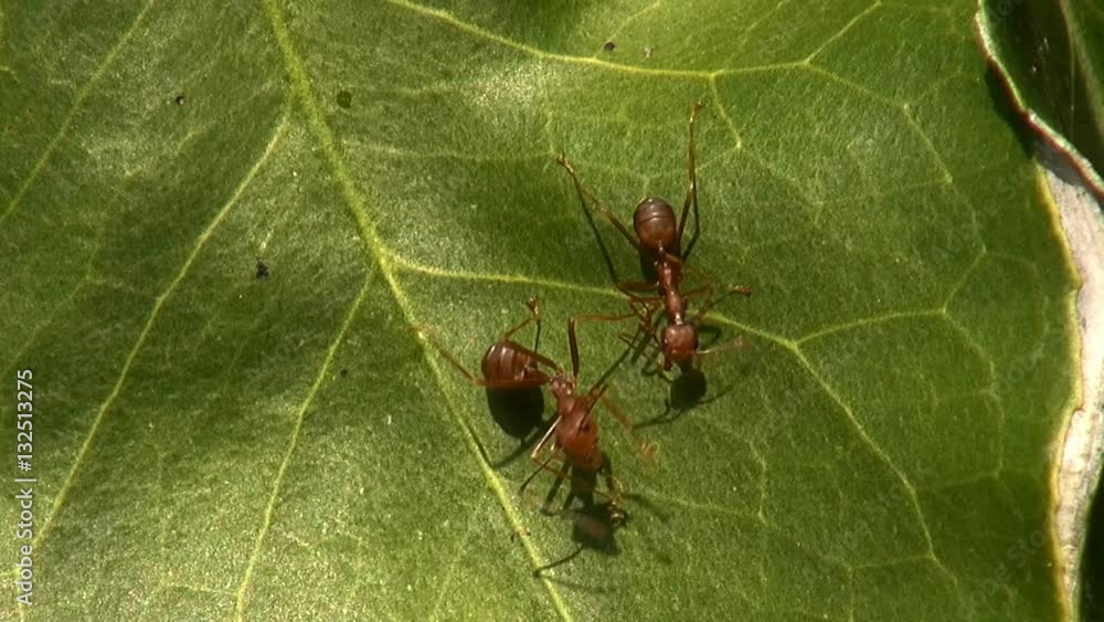 Two red ants squabble over some food, but drop it in the process. Taken in Thailand. Two red ants squabble over some food, but drop it in the process. Taken in Thailand.