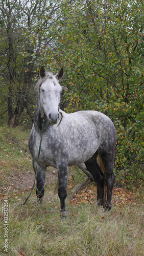 gray horse © netesha62