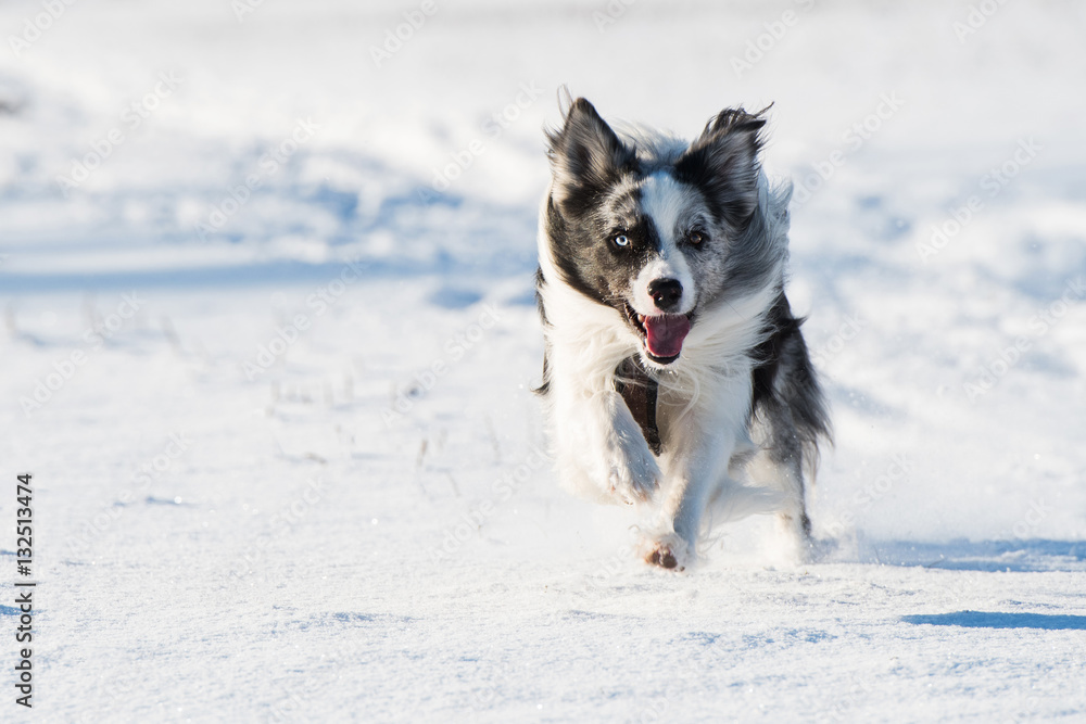 Border Collie im Winter Border Collie im Winter