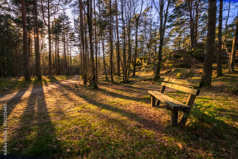 Bench in a pine wood, trees throwing shadows in evening sunlight at Furulunden, Mandal, Norway.