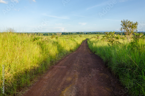 Typical African dirt and mud track with high elephant grass growing on either side, Gabon, Central Africa