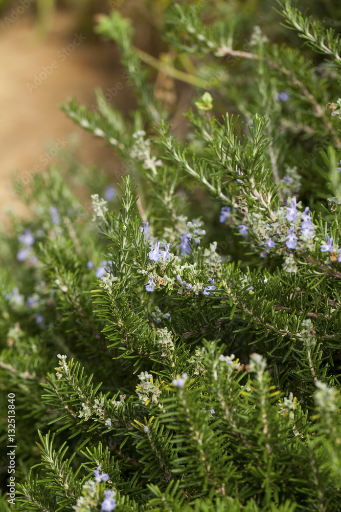 Rosemary ( Rosmarinus Officinalis) plant in a Blanes Botanic Garden Rosemary ( Rosmarinus Officinalis) plant in a Blanes Botanic Garden