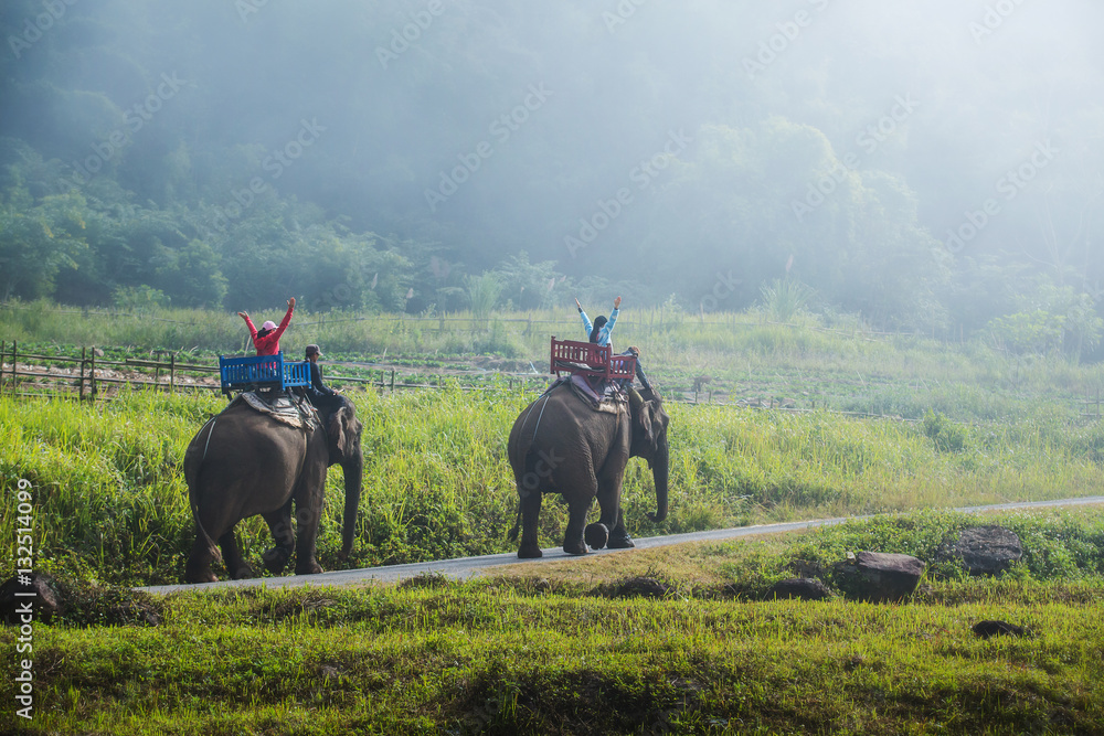 Obraz premium Group tourists to ride on an elephant in forest, Thailand.