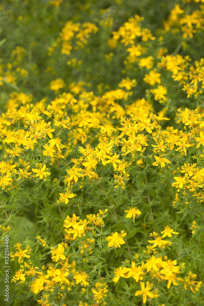 Yellow flowers of hypericum perforatum, St. John's worts Yellow flowers of hypericum perforatum, St. John's worts