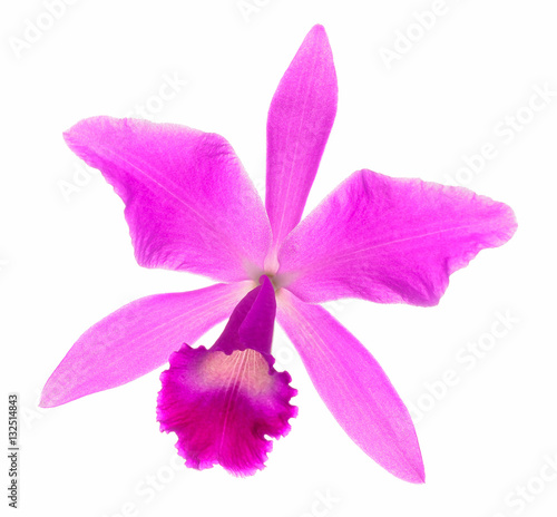 beautiful Purple Cattleya orchid flower isolated on white backgr