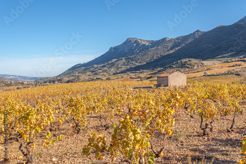 vignobles des côtes catalanes en automne, Roussillon, France 
