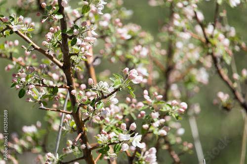 Beautiful flowers on the tree in nature