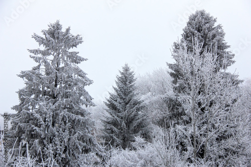 Sapin dans le froid, neige et givre © feuerpferd1111