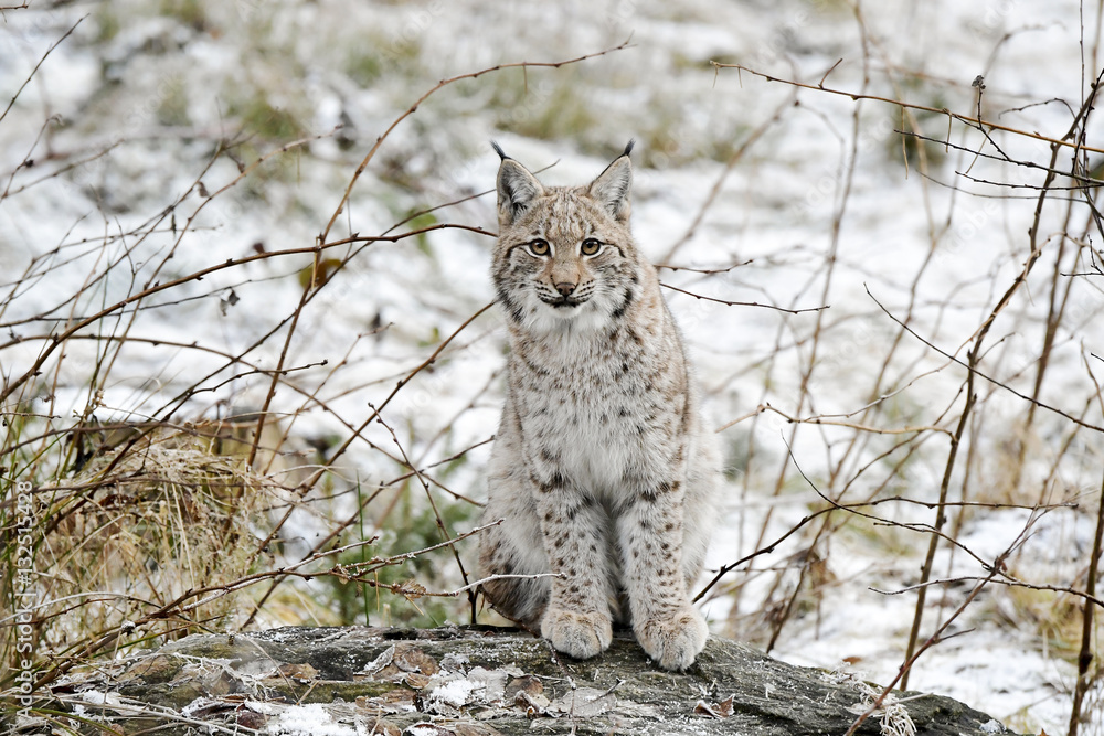 Naklejka premium Luchs im Winter