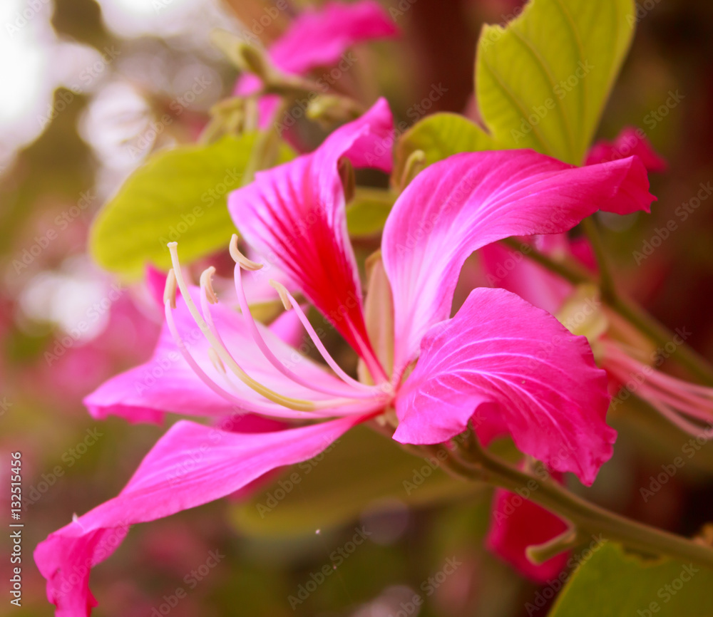 Pink flower ,Chongkho with green leaf background. Pink flower ,Chongkho with green leaf background.