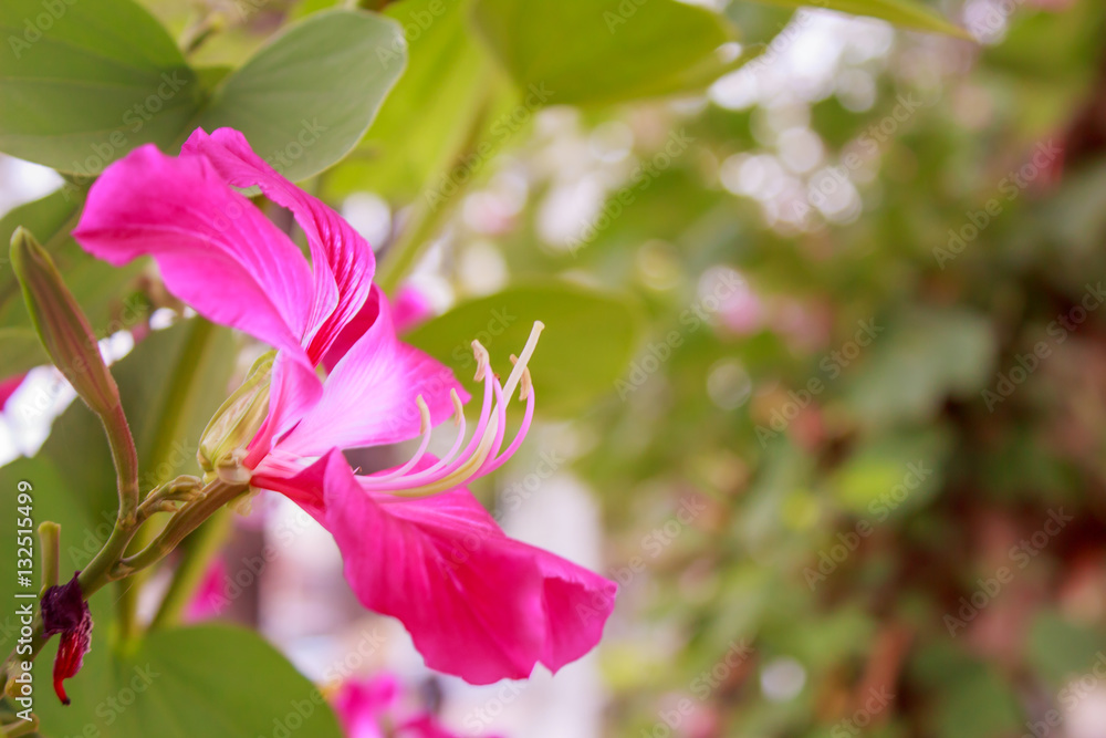Pink flower ,Chongkho with green leaf background.