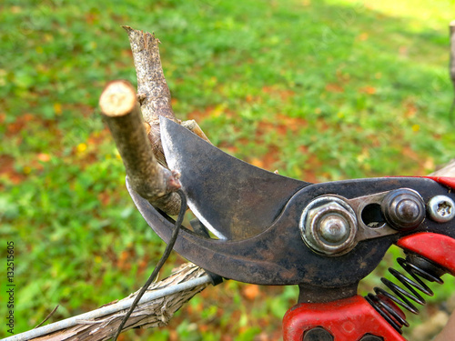 Vine prunning season