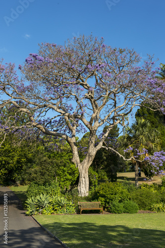 Photography Beautiful nature in Botanic garden Sydney.