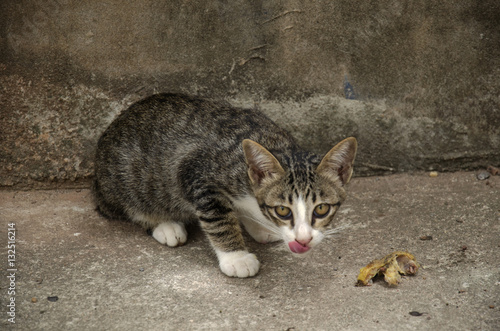 Domestic thai cat eating food on floor © tuayai