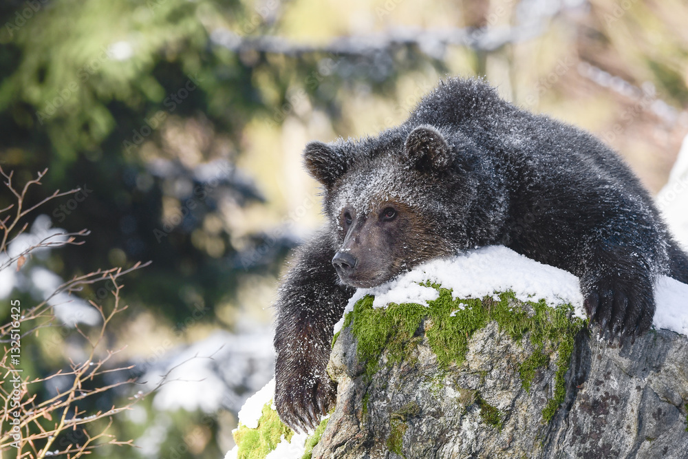 Fototapeta premium Jungbär Spielpause