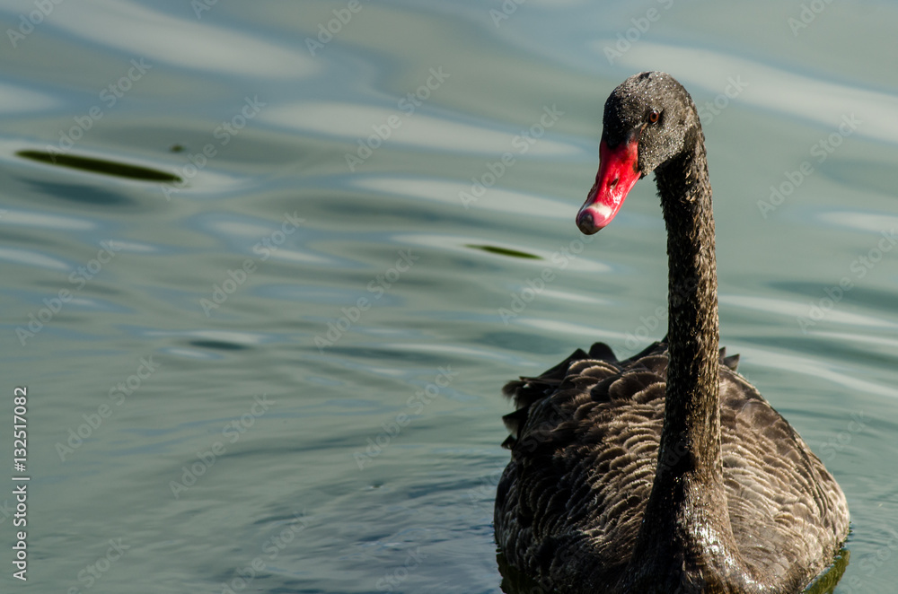 Fototapeta premium Black Swan
