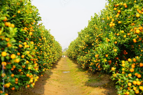 Growing Tangerines at Hanoi