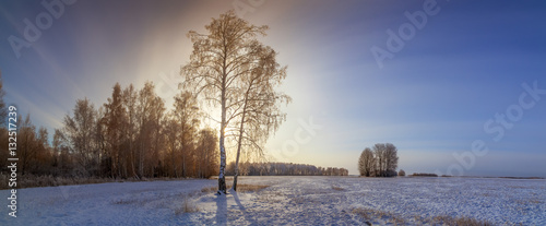 зимний морозный день в поле с березой, Россия, Урал