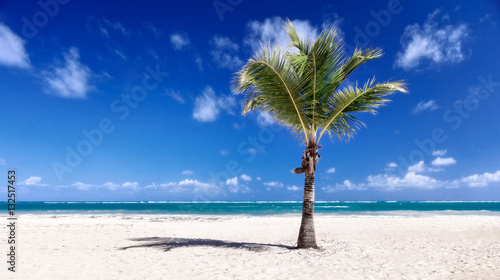 Palm and beach. beautiful ocean beach