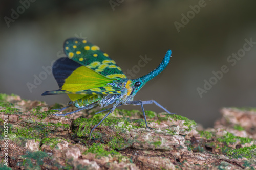 pyrops viridirostris(Planthopper), beautiful green cicada on tree at Chan Ta Then Waterfall,Thailand