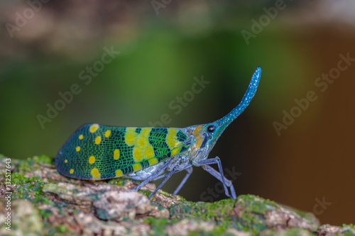 pyrops viridirostris(Planthopper), beautiful green cicada on tree at Chan Ta Then Waterfall,Thailand