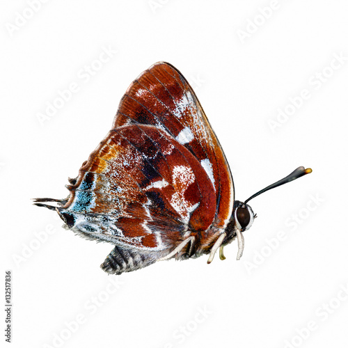 Silver-streak Blue(Iraota timoleon) , A Maroon butterfly isolated with white background photo