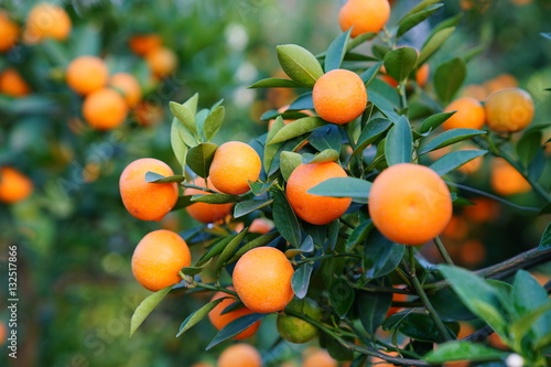Growing Tangerines at Hanoi