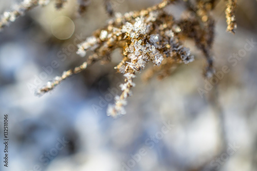 frozen plants grown with ice crystals