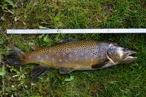 Fototapeta Naklejka Na Ścianę i Meble -  Big Brown Trout